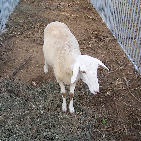 Centro De Agroecologia Y Medio Ambiente De Murcia Буйас Екстериор снимка